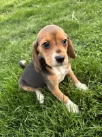 Macey, a female Beagle for sale in New Philadelphia, OH – Photo 6 of 6