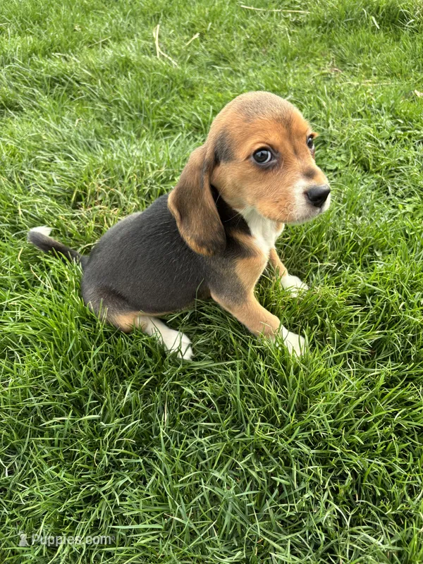 Macey – Beagle puppy for sale in New Philadelphia, OH