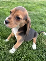 Macey, a female Beagle for sale in New Philadelphia, OH – Photo 2 of 6
