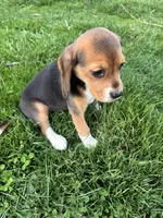 Macey, a female Beagle for sale in New Philadelphia, OH – Photo 5 of 6