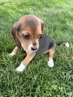 Macey, a female Beagle for sale in New Philadelphia, OH – Photo 4 of 6
