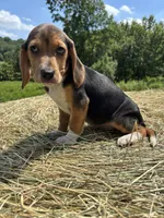 Sammy, a male Beagle for sale in New Philadelphia, OH – 4 of 6