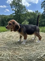 Stella, a female Beagle for sale in New Philadelphia, OH – 5 of 6