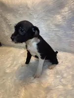 Gracie, a female Boston Terrier and Poodle - Miniature  for sale in New Philadelphia, OH – Photo 5 of 7