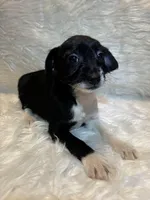 Gracie, a female Boston Terrier and Poodle - Miniature  for sale in New Philadelphia, OH – Photo 4 of 7