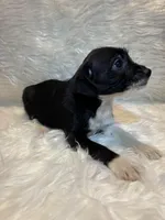 Gracie, a female Boston Terrier and Poodle - Miniature  for sale in New Philadelphia, OH – Photo 6 of 7