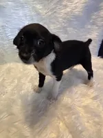 Gracie, a female Boston Terrier and Poodle - Miniature  for sale in New Philadelphia, OH – Photo 2 of 7