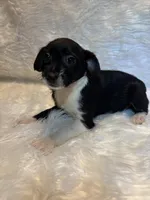 Gracie, a female Boston Terrier and Poodle - Miniature  for sale in New Philadelphia, OH – Photo 7 of 7