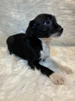 Gracie, a female Boston Terrier and Poodle - Miniature  for sale in New Philadelphia, OH – Photo 3 of 7