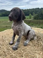Maggie , a female German Shorthaired Pointer for sale in New Philadelphia, OH – 6 of 6