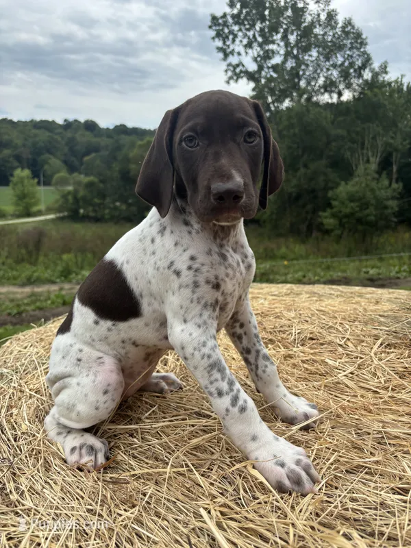 Stella – German Shorthaired Pointer puppy for sale in New Philadelphia, OH