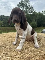 Nellie, a female German Shorthaired Pointer for sale in New Philadelphia, OH – 3 of 8