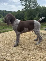 Tonka, a male German Shorthaired Pointer for sale in New Philadelphia, OH – 6 of 7