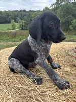 Black Pearl, a female German Shorthaired Pointer for sale in New Philadelphia, OH – 2 of 7