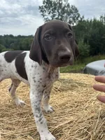 Stella, a female German Shorthaired Pointer for sale in New Philadelphia, OH – 8 of 8