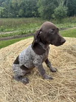 Roxi, a female German Shorthaired Pointer for sale in New Philadelphia, OH – 5 of 6