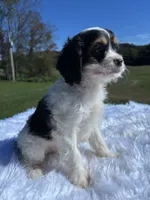 Tri colored Stella, a female Cavapoo for sale in New Philadelphia, OH – 8 of 8