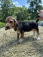 Sammy, a male Beagle for sale in New Philadelphia, OH – 3 of 6