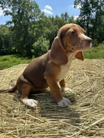 Nellie, a female Beagle for sale in New Philadelphia, OH – 4 of 6