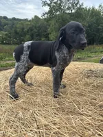 Black Pearl, a female German Shorthaired Pointer for sale in New Philadelphia, OH – 6 of 7