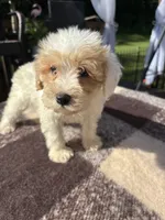 Lucy, a female Schnoodle for sale in New Philadelphia, OH – 4 of 6
