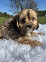 Kurby, a male Cavapoo for sale in New Philadelphia, OH – 3 of 6