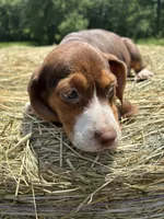 Macey, a female Beagle for sale in New Philadelphia, OH – 3 of 6
