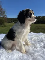 Tri colored Stella, a female Cavapoo for sale in New Philadelphia, OH – 4 of 8