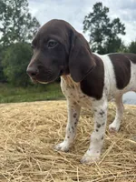 Nellie, a female German Shorthaired Pointer for sale in New Philadelphia, OH – 2 of 8
