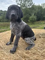 Black Pearl, a female German Shorthaired Pointer for sale in New Philadelphia, OH – 7 of 7