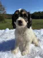 Tri colored Stella, a female Cavapoo for sale in New Philadelphia, OH – 6 of 8