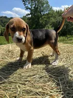 Jackie, a female Beagle for sale in New Philadelphia, OH – 4 of 6