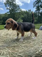 Stella, a female Beagle for sale in New Philadelphia, OH – 6 of 6