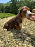 Macey, a female Beagle for sale in New Philadelphia, OH – 6 of 6