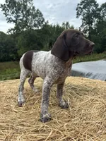Maggie , a female German Shorthaired Pointer for sale in New Philadelphia, OH – 3 of 6