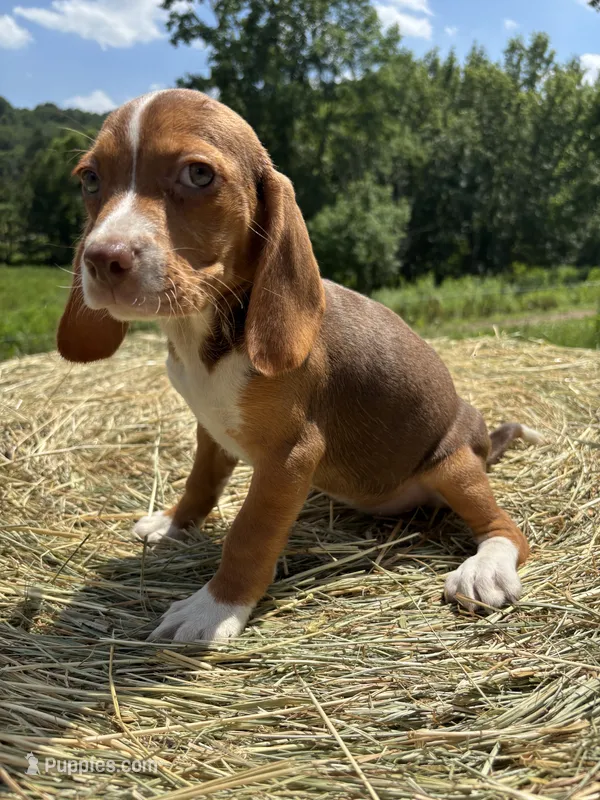 Nellie – Beagle puppy for sale in New Philadelphia, OH