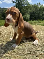 Nellie, a female Beagle for sale in New Philadelphia, OH – 1 of 6