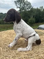 Stella, a female German Shorthaired Pointer for sale in New Philadelphia, OH – 5 of 8