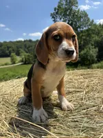 Jackie, a female Beagle for sale in New Philadelphia, OH – 3 of 6