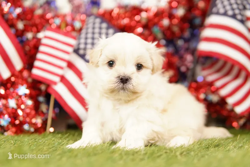 Chevy – Shih Tzu, Maltipom puppy for sale in Lake Mills, IA