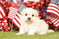 Chevy, a male Shih Tzu and Maltipom for sale in Lake Mills, IA – 1 of 3