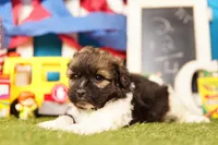 Dusty, a male Poodle - Miniature  and Shichon for sale in Lake Mills, IA – 2 of 3