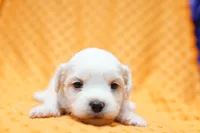 processed/929d2afc-5dc9-438a-8113-41bc83a0033d/listing/04c41371-ff7a-449c-b6d7-50c85202bfff/2c03cc51-ceaf-4d45-b179-ca4cccaf7143