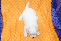 processed/929d2afc-5dc9-438a-8113-41bc83a0033d/listing/04c41371-ff7a-449c-b6d7-50c85202bfff/52404c54-594a-4c50-9787-5459e1e9c231