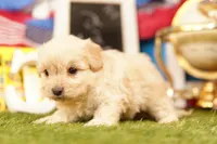 Makita, a male Shichon and Bichpoo for sale in Lake Mills, IA – 3 of 3