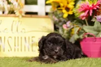 Microwave, a male Shihpoo for sale in Lake Mills, IA – 2 of 3