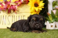 Ron, a male Shorkie for sale in Lake Mills, IA – Photo 3 of 3