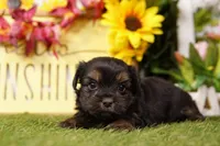 Ron, a male Shorkie for sale in Lake Mills, IA – Photo 2 of 3