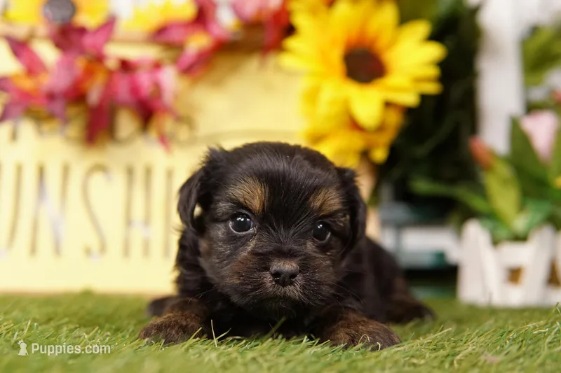 Ron – Shorkie puppy for sale in Lake Mills, IA