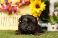 Ron, a male Shorkie for sale in Lake Mills, IA – Photo 1 of 3